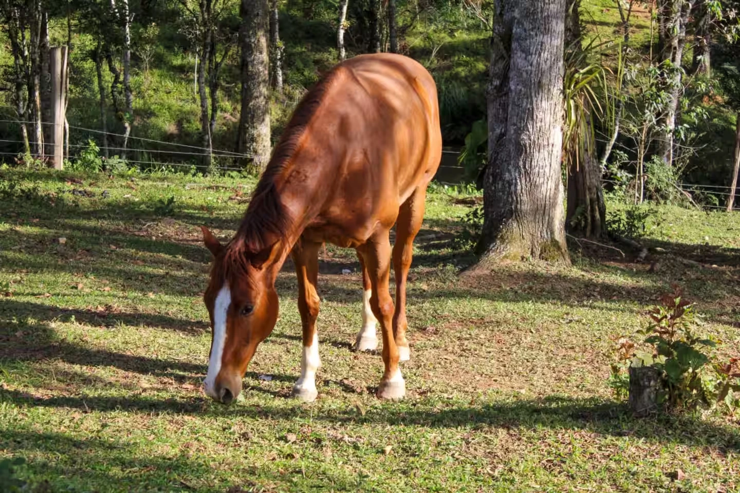 Cavalo alazão pastando na sombra das árvores